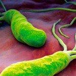 Helicobacter pylori: La bacteria que causa úlceras