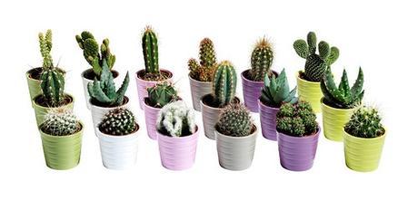 Mini cactus 1 (con patrón) Mini cactus 1 (con patrón)