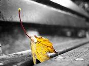 sabiduría rendición