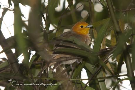Tangará gris (Orange-headed Tanager) Thlypopsis sordida