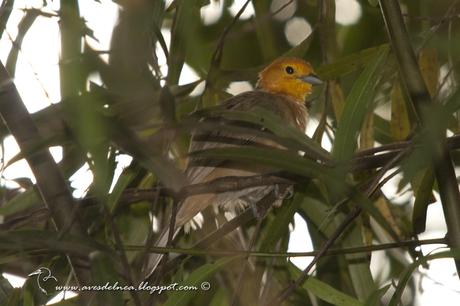 Tangará gris (Orange-headed Tanager) Thlypopsis sordida