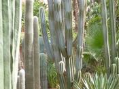 Cactus, Rodrigo Muñoz Avia