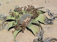 La welwitschia, la planta extraterrestre... o casi