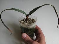 La welwitschia, la planta extraterrestre... o casi