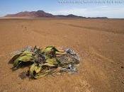 welwitschia, planta extraterrestre... casi