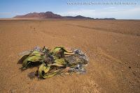 La welwitschia, la planta extraterrestre... o casi