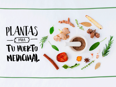 plantas huerto medicinal