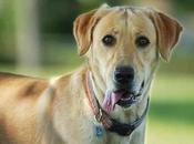 Síndrome Cushing perros: enfermedad viejitos