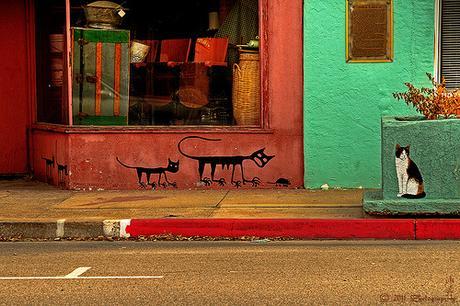 Los 121 gatos de Miami, Arizona 5343574920_3b7a3038df