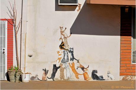 Los 121 gatos de Miami, Arizona tumblr_m84xuzJ3ng1rt6jnqo1_1280