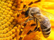 Extracto Propolis, Ayuda Reducir Efecto Radicales Libres Estimula Reaccion Inmunologica Organismo