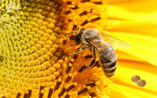  Green Master Project | libro de Agronegocios y mucho mas