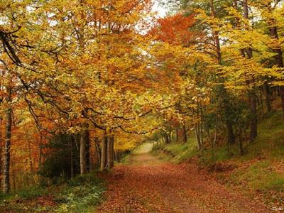 BUÑUELOS DE QUESO DE CABRA MALAGUEÑO Y CANELA CON MIEL DE CAÑA DE LA AXARQUIA Y AJONJOLÍ