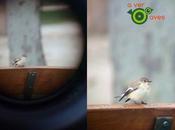 “Móvilcoping” papamoscas parques Getafe