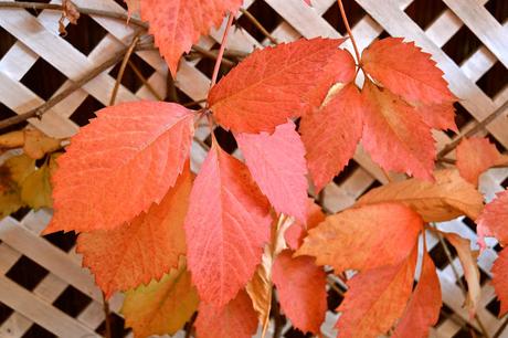 MI TESORITO ITALIANO...