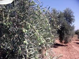 ACEITUNAS FRESCAS PARA ALIÑAR SABORES DE ANDALUCIA