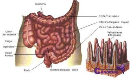 intestino delgado