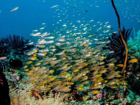 Reef Scene-Maldives-Glassfishes-1