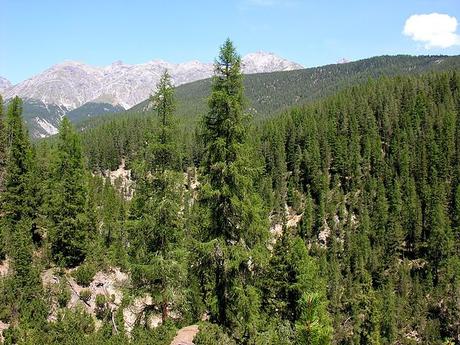 Bosques en los Alpes Suizos, ejemplo de biodiversidad