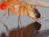 ¿Cómo forma mosca?: Genes engrailed apterous