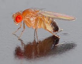 ¿Cómo se forma una mosca?: Genes engrailed y apterous