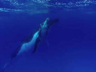 TONGA: NADAR CON BALLENAS JOROBADAS EN VAVA’U