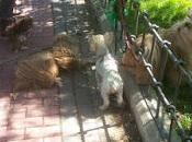 Odio parque perro (por Ana)