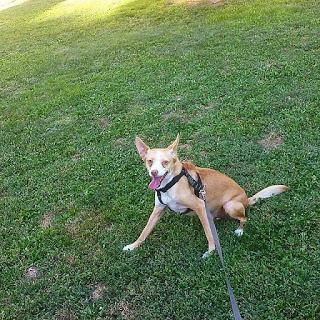 Odio ir al parque con mi perro (por Ana)