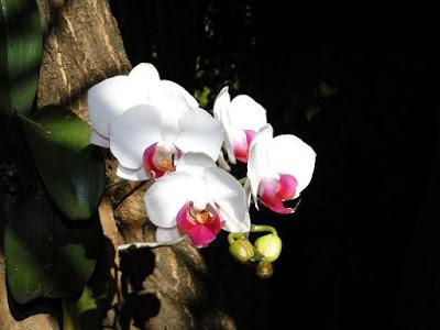 La fijación de las orquídeas en los árboles
