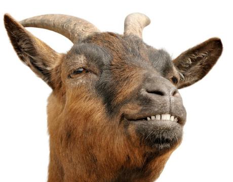 Las cabras de Judas de las islas Galápagos