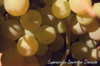 UVAS...