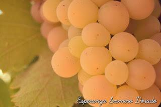 UVAS...