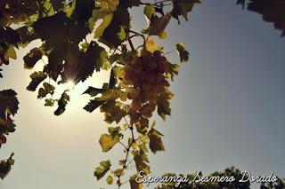 UVAS...