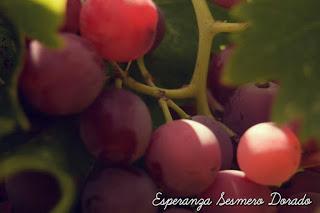 UVAS...