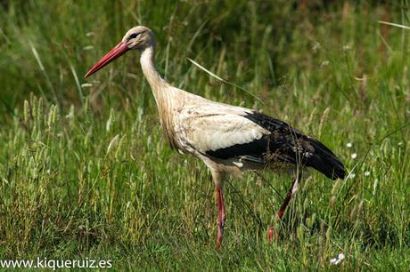 Cigüeña blanca, señora elegante