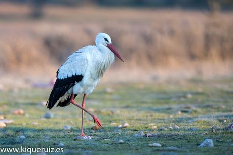 Cigüeña blanca, señora elegante