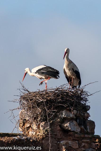 Cigüeña blanca, señora elegante