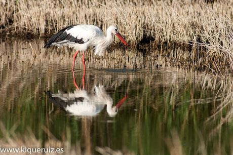 Cigüeña blanca, señora elegante