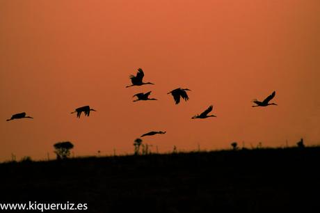 Cigüeña blanca, señora elegante