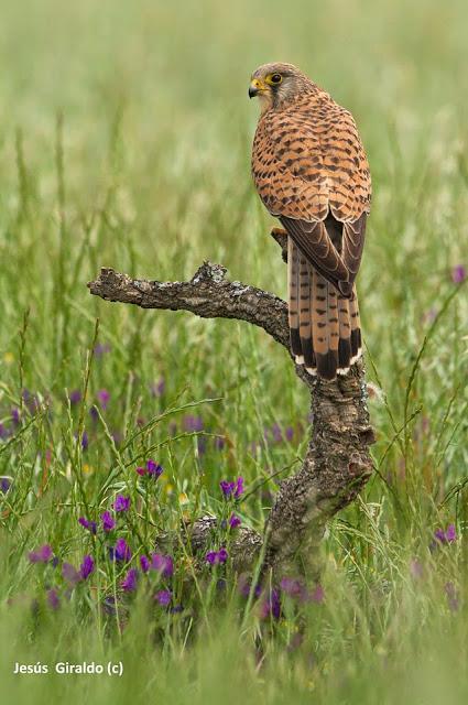 CERNÍCALO VULGAR (FALCO TINNUNCULUS)