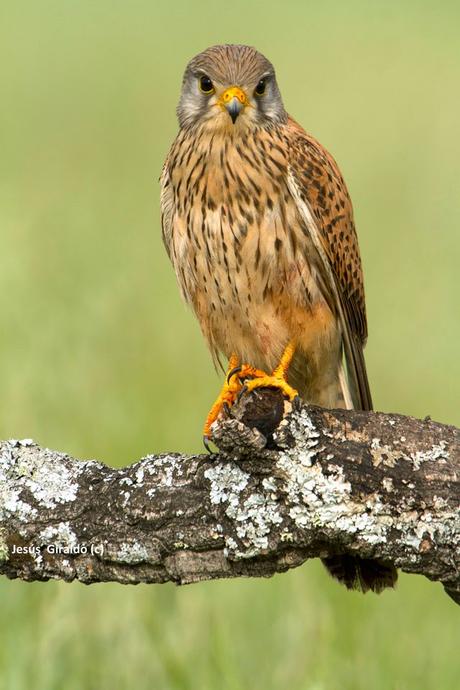 CERNÍCALO VULGAR (FALCO TINNUNCULUS)