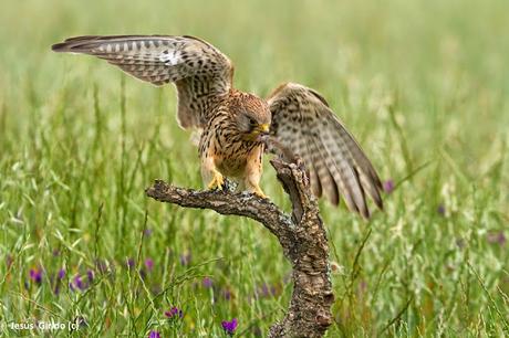 CERNÍCALO VULGAR (FALCO TINNUNCULUS)