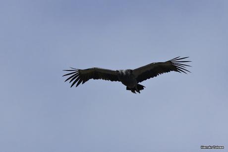 Chajá en vuelo