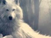 ¿Prefieres cazar manada eres lobo solitario?