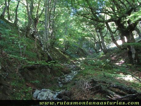 Ruta circular Taranes Tiatordos: Bosque en el Monte de la Bufona