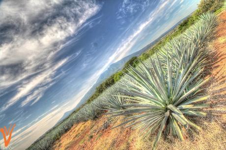 Hasta el Mero Tequila para Ver Cómo se Hace el Tequila José Cuervo