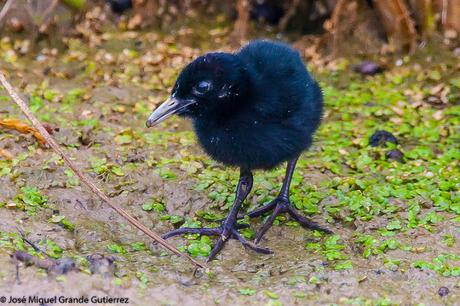 Rascón europeo (Rallus aquaticus)-Water rail-Uroilanda handia-Rascló