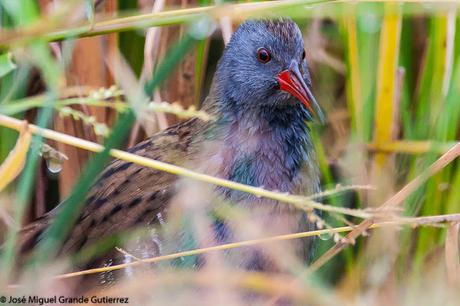 Rascón europeo (Rallus aquaticus)-Water rail-Uroilanda handia-Rascló