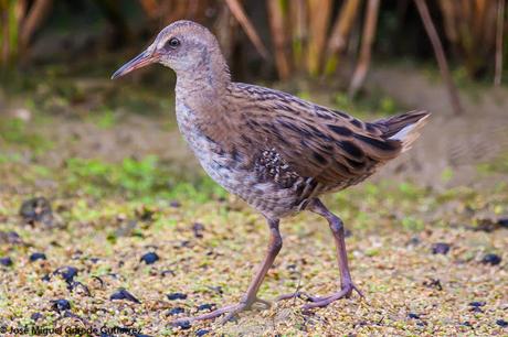 Rascón europeo (Rallus aquaticus)-Water rail-Uroilanda handia-Rascló