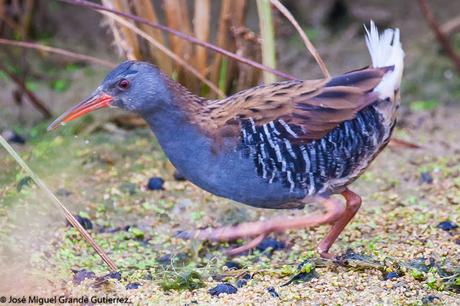 Rascón europeo (Rallus aquaticus)-Water rail-Uroilanda handia-Rascló